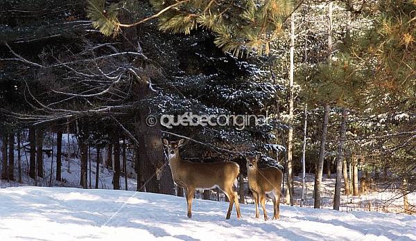 Voyage sur-mesure, Duhamel hiver